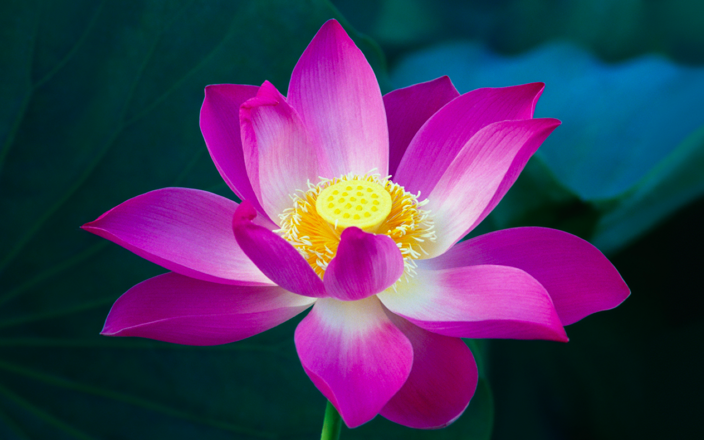 Transform Your Practice: Tips and Guidance for Elevating Your Yoga Journey