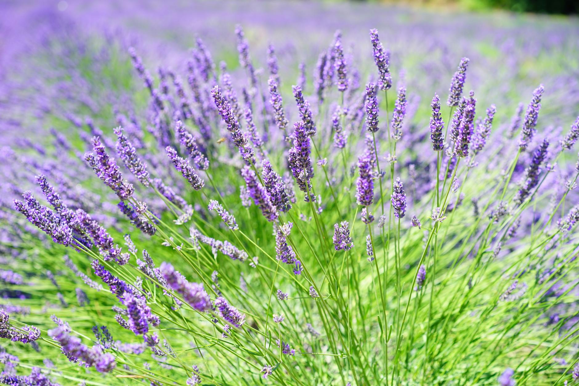 Purple lavender 