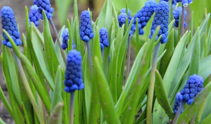 A Blue Grape Hyacinth