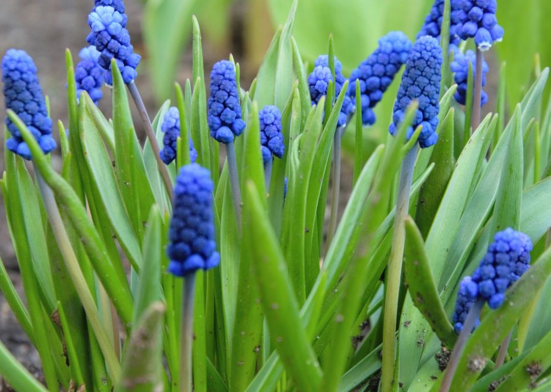 A Blue Grape Hyacinth