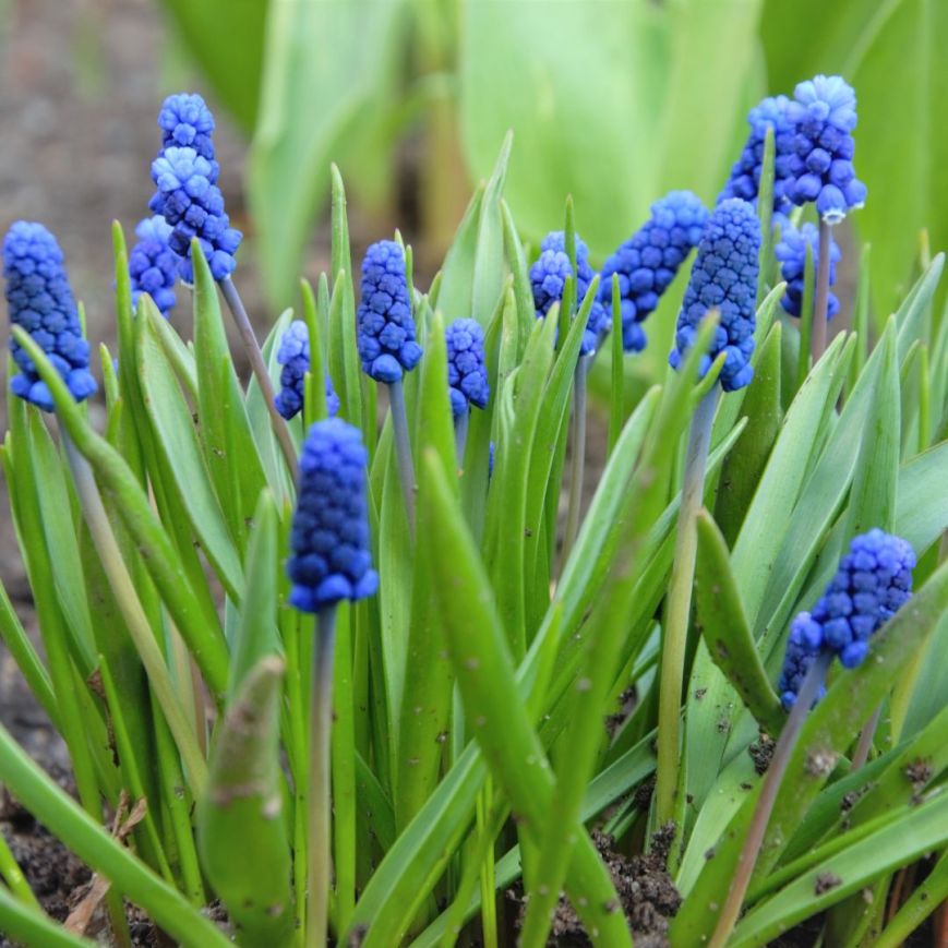 A Blue Grape Hyacinth