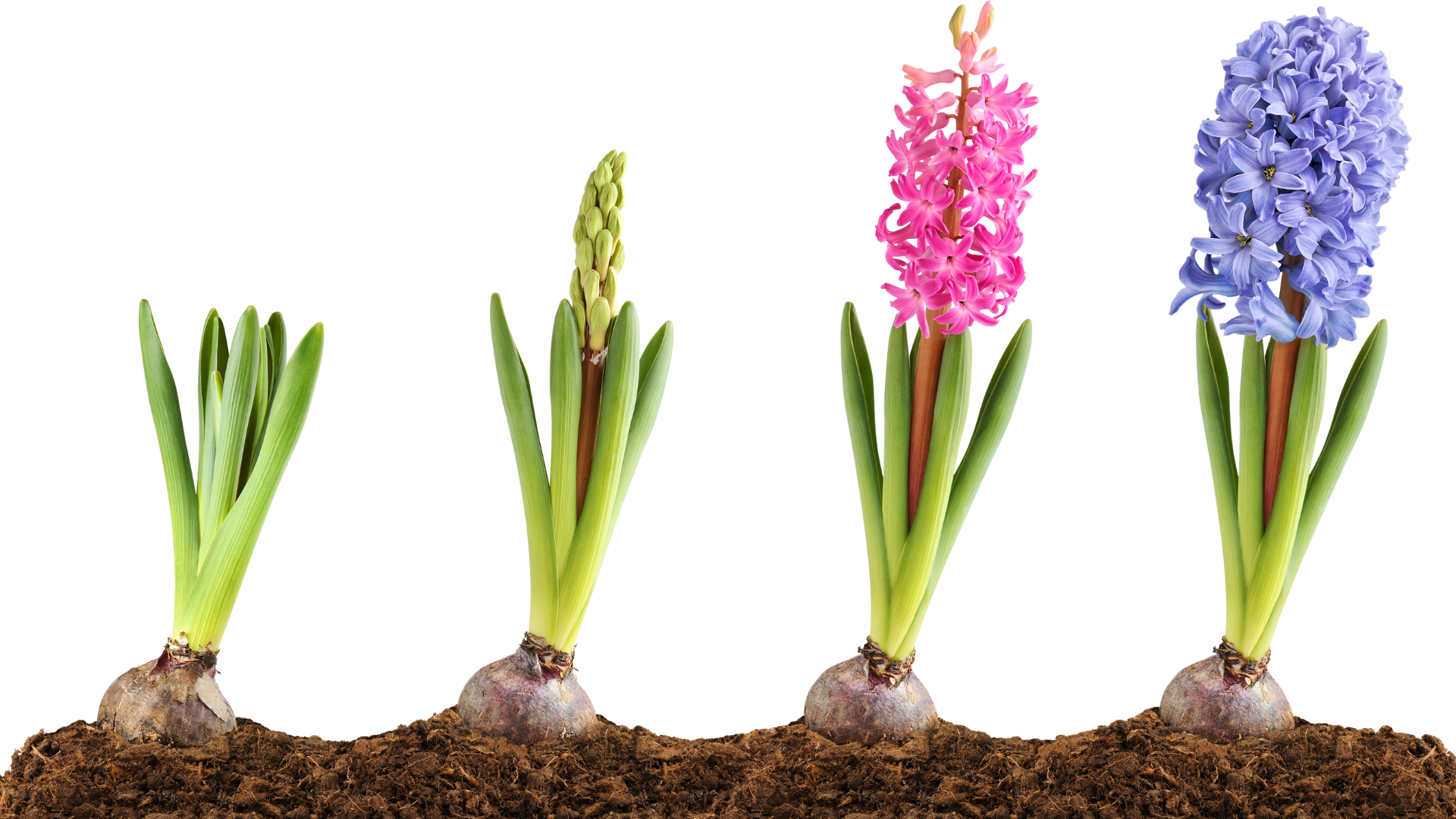 Growing Stages of Grape Hyacinth 