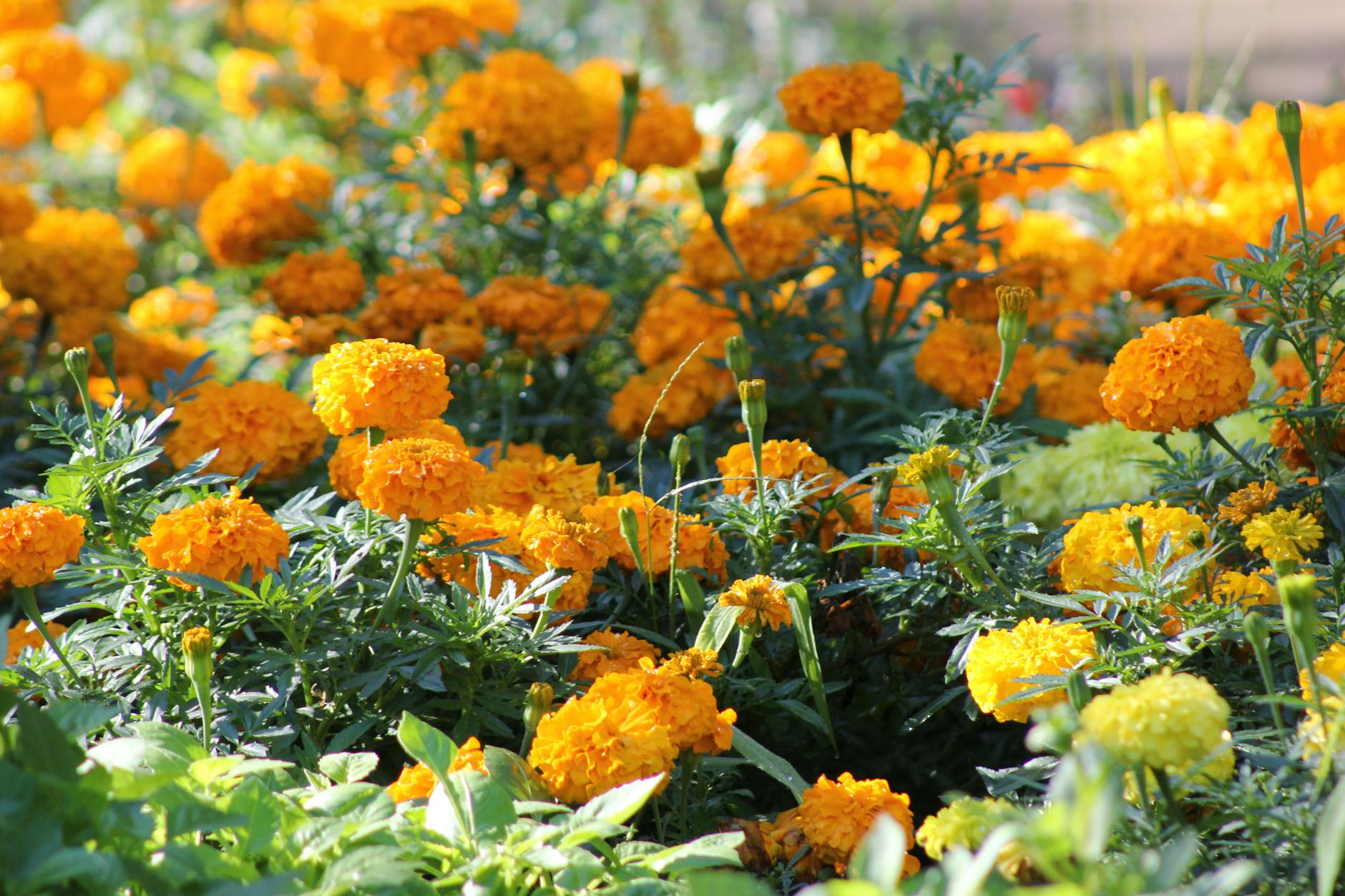 Marigolds are flowering plants belonging to the genus Tagetes, part of the Asteraceae family.